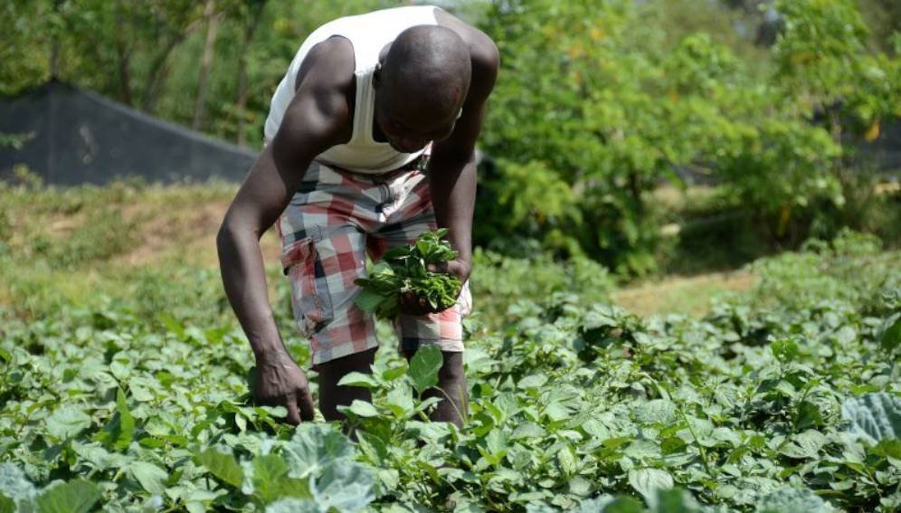30 jeunes agripreneurs recherches dans Foundiougne