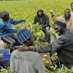 Recrutement douvriers agricoles en Espagne