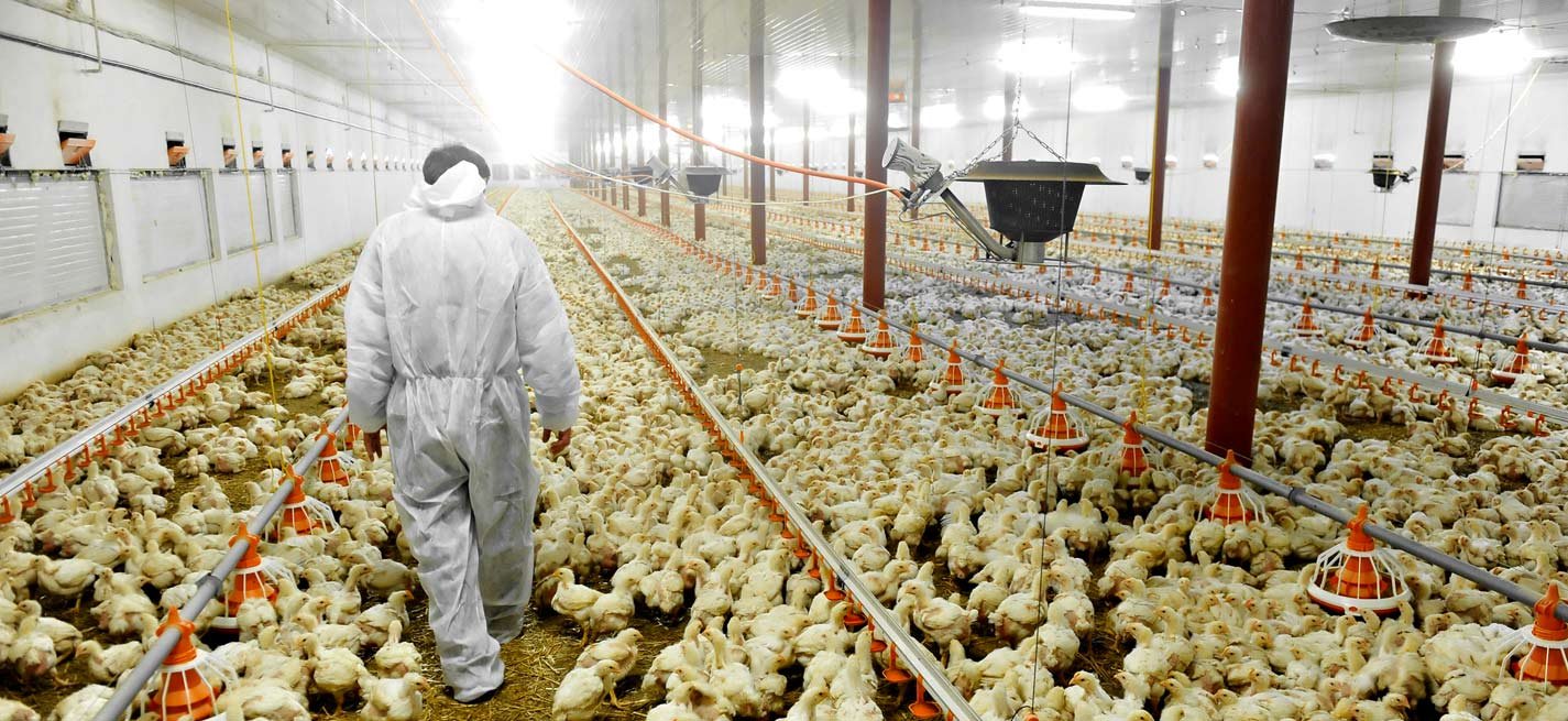 Recrutement Technicien Avicole au Senegal