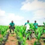 La Haute Autorite du Waqf recrute un Technicien Agricole