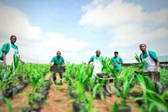 La Haute Autorite du Waqf recrute un Technicien Agricole