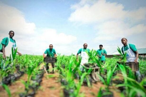 La Haute Autorite du Waqf recrute un Technicien Agricole