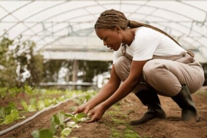 Stage ingenieur·e agronome