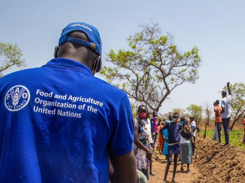 Appel a candidature au Programme de stage de la FAO en Afrique pour lannee 2026