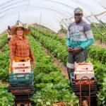 5 pays qui recrutent activement des ouvriers agricoles africains en 2026
