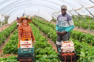 5 pays qui recrutent activement des ouvriers agricoles africains en 2026