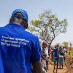 Programme de Stage ONG FAO