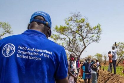 Programme de Stage ONG FAO
