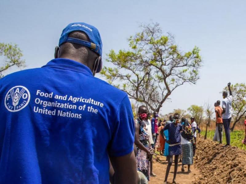 Programme de Stage ONG FAO