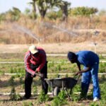 Le Ministere de lAgriculture recrute plusieurs profils dans le cadre du Projet PASS SN