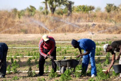 Le Ministere de lAgriculture recrute plusieurs profils dans le cadre du Projet PASS SN
