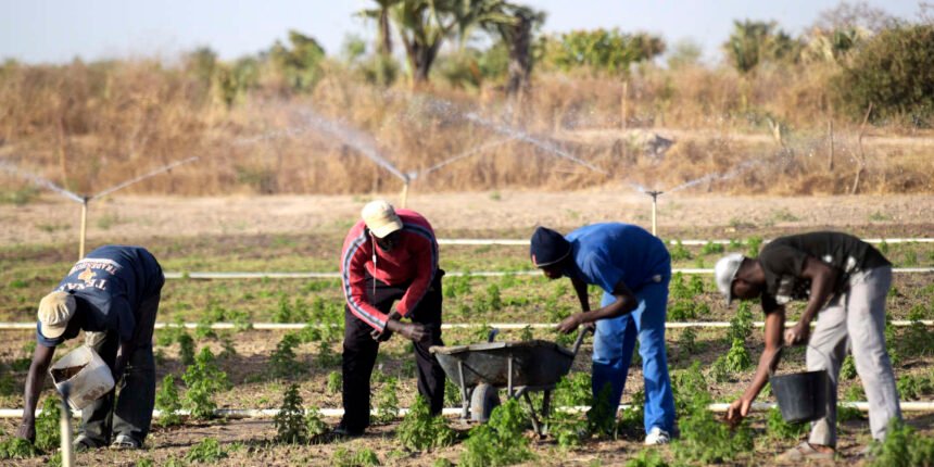 Le Ministere de lAgriculture recrute plusieurs profils dans le cadre du Projet PASS SN