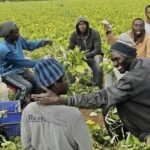 Migration circulaire Senegal Espagne 50 travailleurs saisonniers senegalais